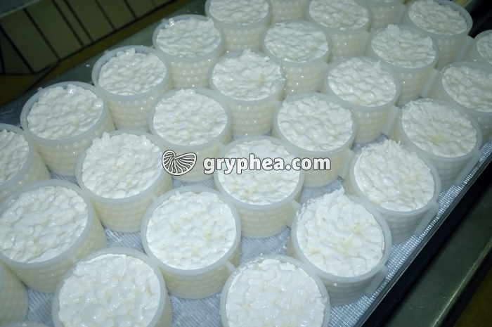 Fabrication du fromage - Egouttage du caillé (moules avec réhausses) - gryphea.org